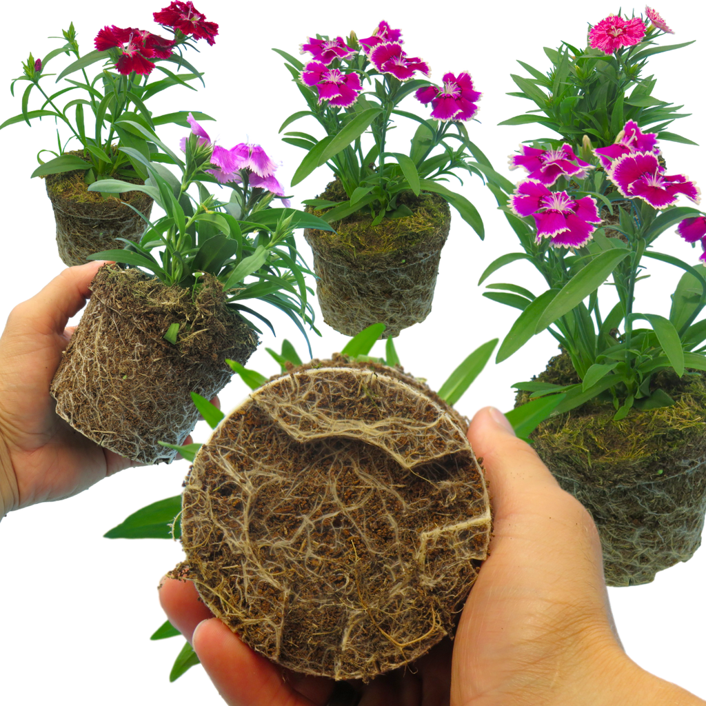 Dianthus 'Festival' Growers Selection from Cedar Nursery, Cobham