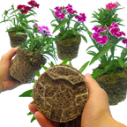 Dianthus 'Festival' Growers Selection from Cedar Nursery, Cobham