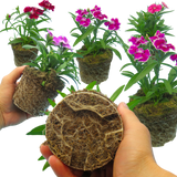 Dianthus 'Festival' Growers Selection from Cedar Nursery, Cobham