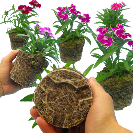 Dianthus 'Festival' Growers Selection from Cedar Nursery, Cobham