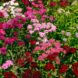 Dianthus 'Festival' Growers Selection from Cedar Nursery, Cobham
