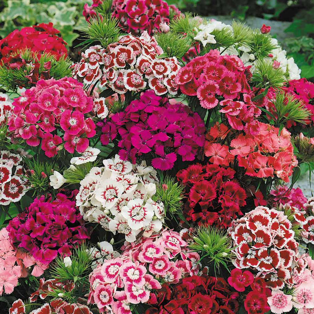 Dianthus 'Festival' Growers Selection from Cedar Nursery, Cobham
