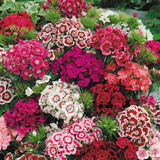 Dianthus 'Festival' Growers Selection from Cedar Nursery, Cobham
