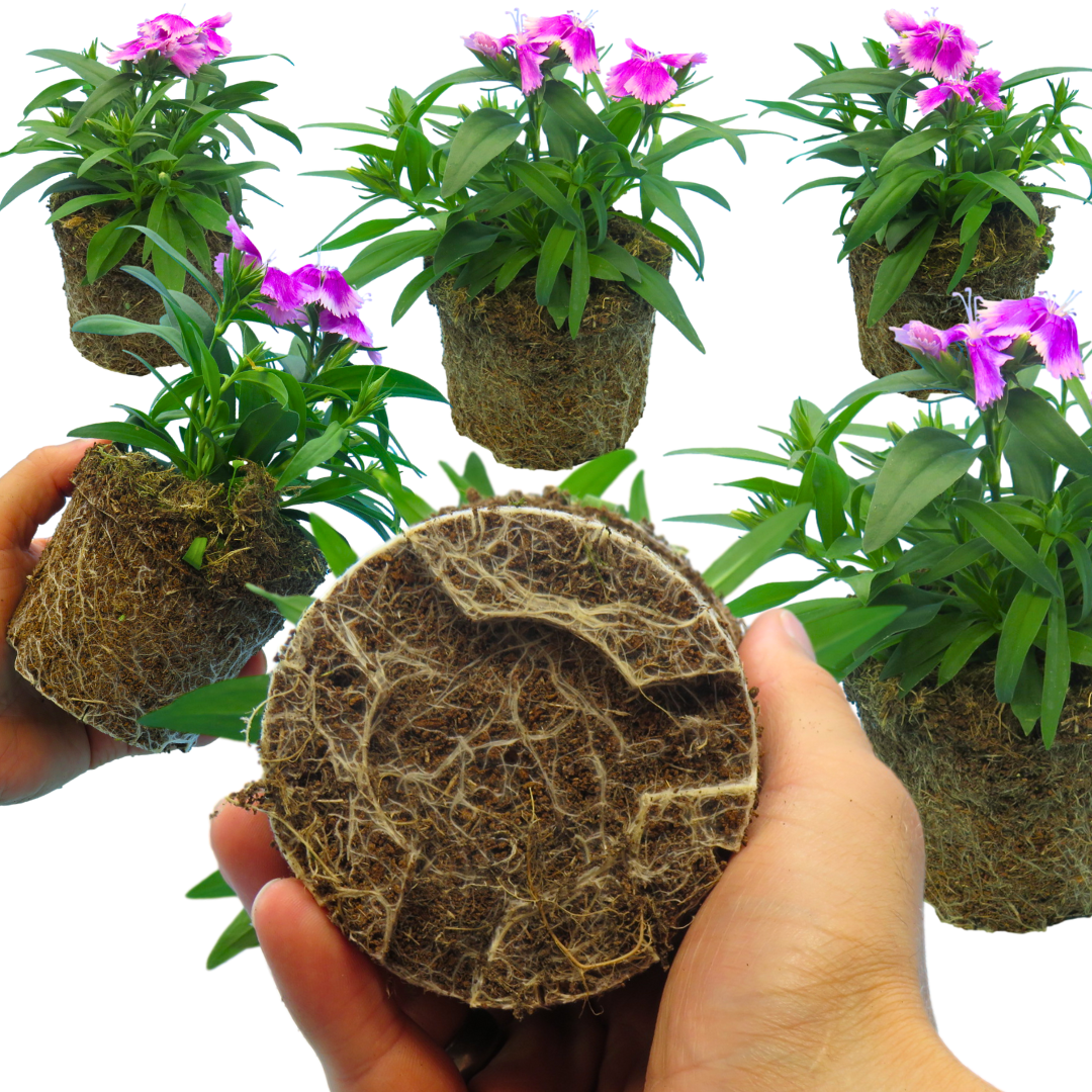 Dianthus 'Lilac' from Cedar Nursery, Cobham