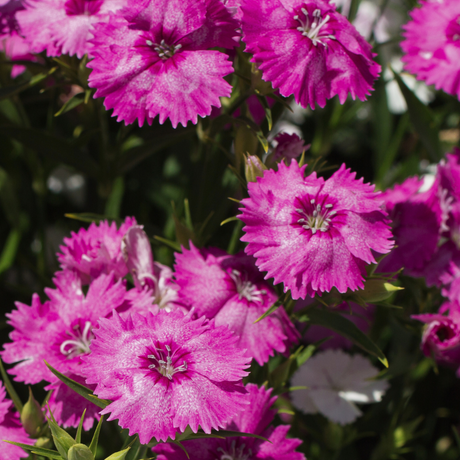 Dianthus 'Lilac' from Cedar Nursery, Cobham