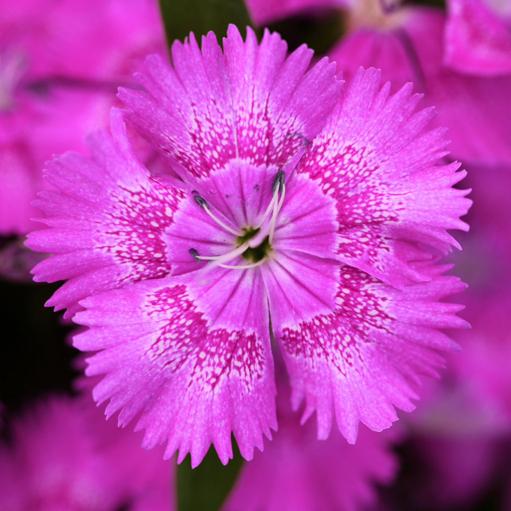 Dianthus 'Lilac' from Cedar Nursery, Cobham