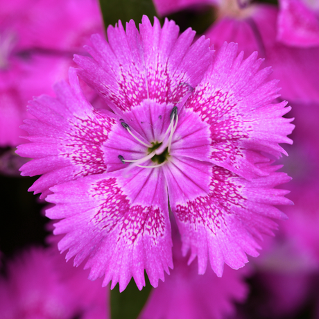 Dianthus 'Lilac' from Cedar Nursery, Cobham