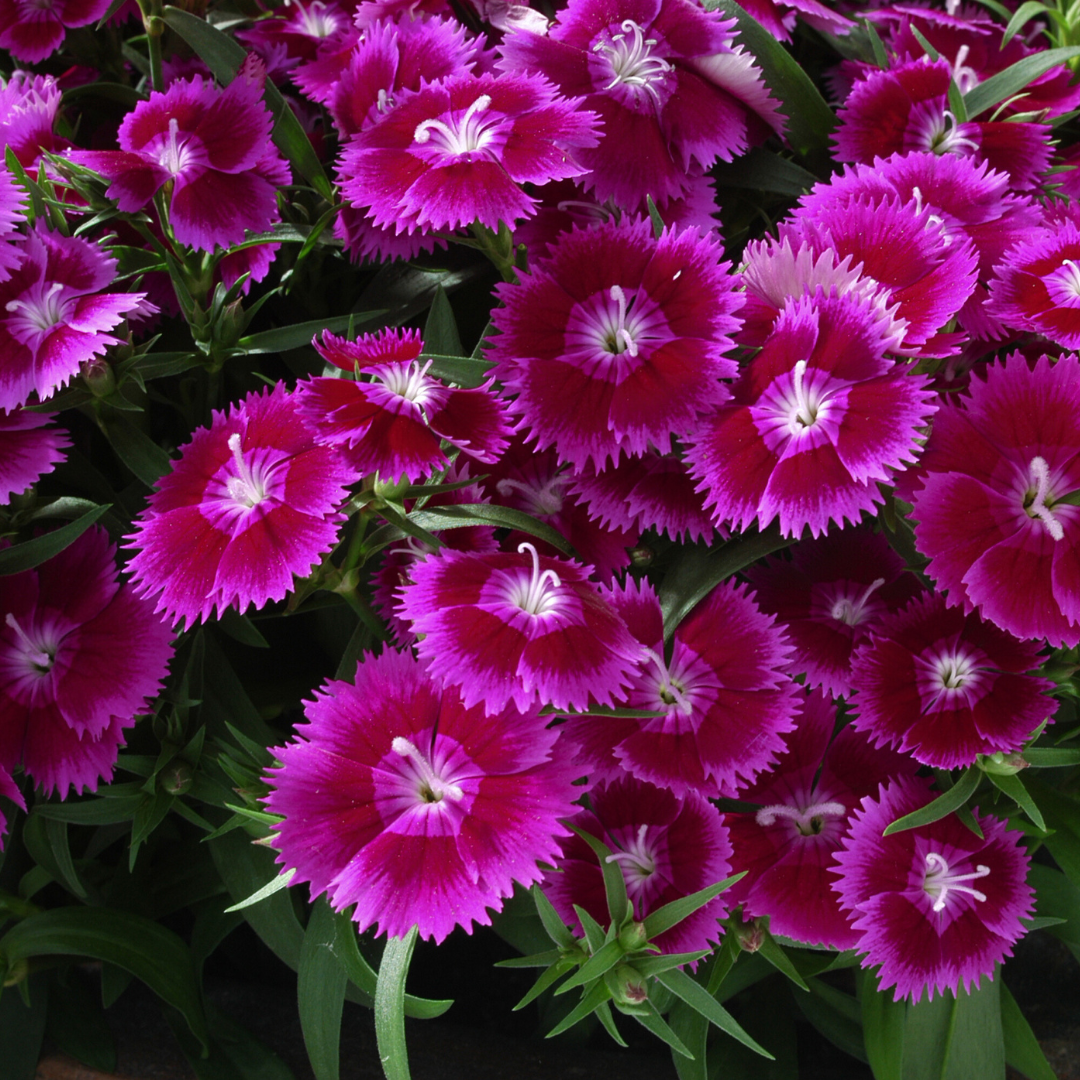 Dianthus 'Violet' from Cedar Nursery, Cobham