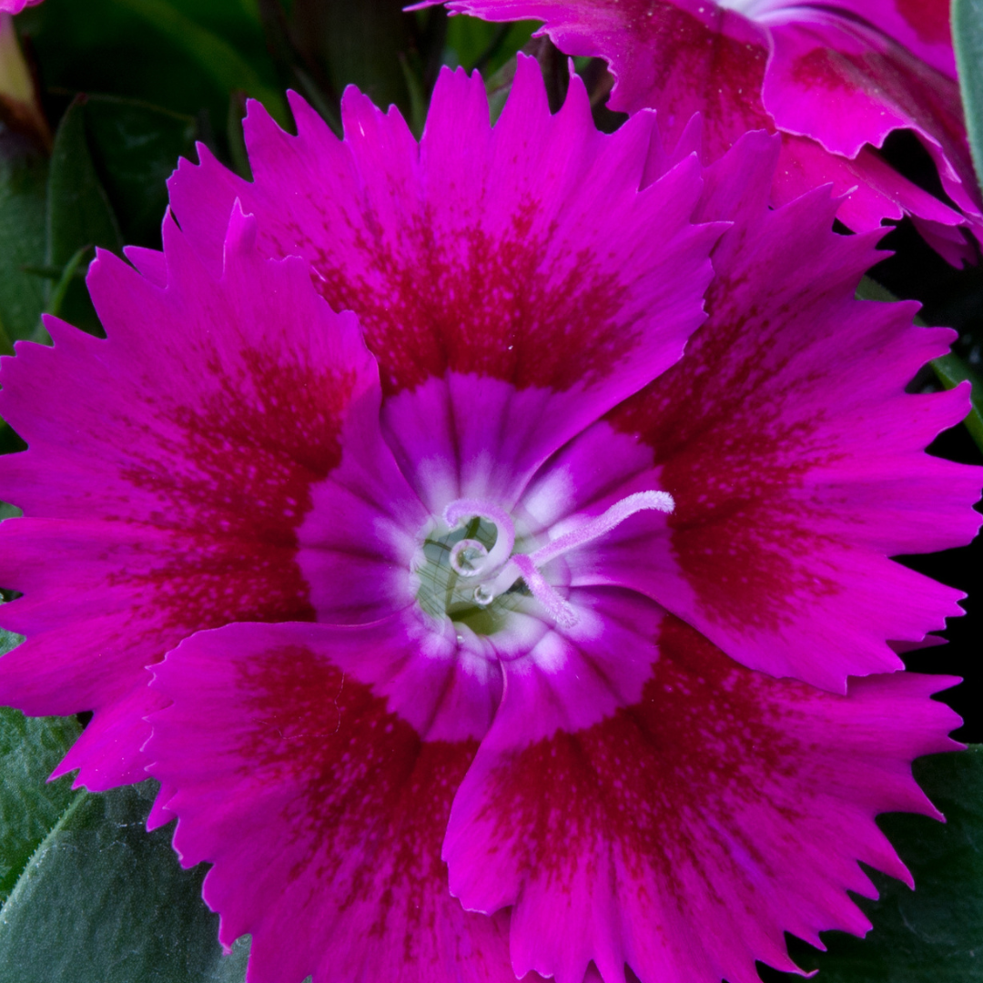 Dianthus 'Violet' from Cedar Nursery, Cobham