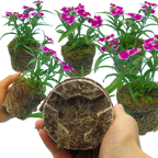 Dianthus 'Violet Picotee' from Cedar Nursery, Cobham