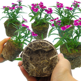 Dianthus 'Violet Picotee' from Cedar Nursery, Cobham