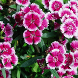 Dianthus 'Violet Picotee' from Cedar Nursery, Cobham
