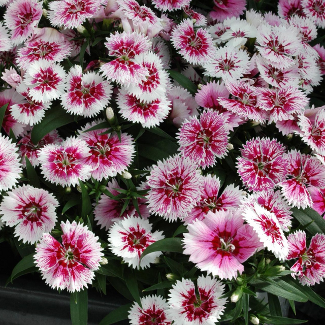 Dianthus 'White Flame' from Cedar Nursery, Cobham