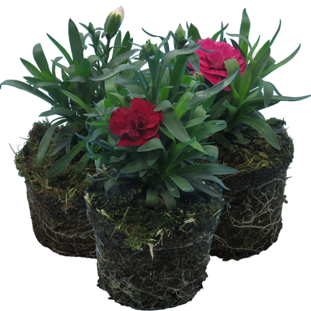 Dianthus caryophyllus Growers Selection from Cedar Nursery, Cobham