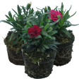 Dianthus caryophyllus Growers Selection from Cedar Nursery, Cobham