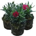 Dianthus caryophyllus Growers Selection from Cedar Nursery, Cobham