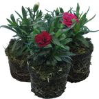 Dianthus caryophyllus Growers Selection from Cedar Nursery, Cobham