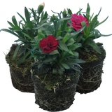 Dianthus caryophyllus Growers Selection from Cedar Nursery, Cobham