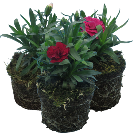 Dianthus caryophyllus Growers Selection from Cedar Nursery, Cobham