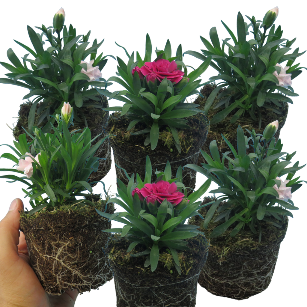 Dianthus caryophyllus Growers Selection from Cedar Nursery, Cobham