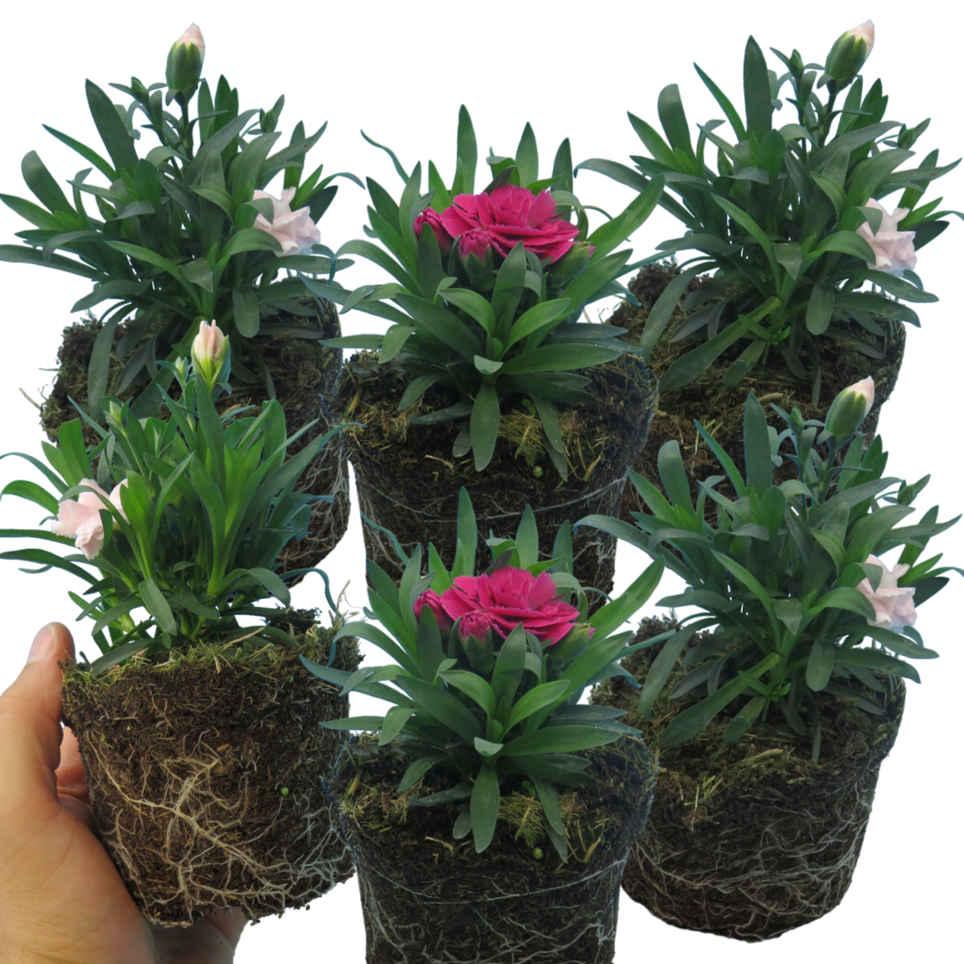 Dianthus caryophyllus Growers Selection from Cedar Nursery, Cobham