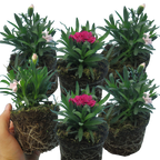 Dianthus caryophyllus Growers Selection from Cedar Nursery, Cobham