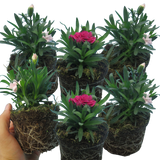 Dianthus caryophyllus Growers Selection from Cedar Nursery, Cobham