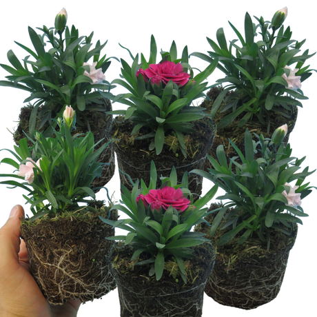 Dianthus caryophyllus Growers Selection from Cedar Nursery, Cobham