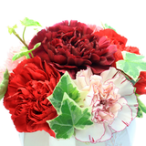 Dianthus caryophyllus Growers Selection from Cedar Nursery, Cobham