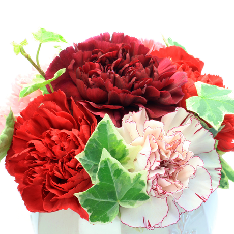Dianthus caryophyllus Growers Selection from Cedar Nursery, Cobham