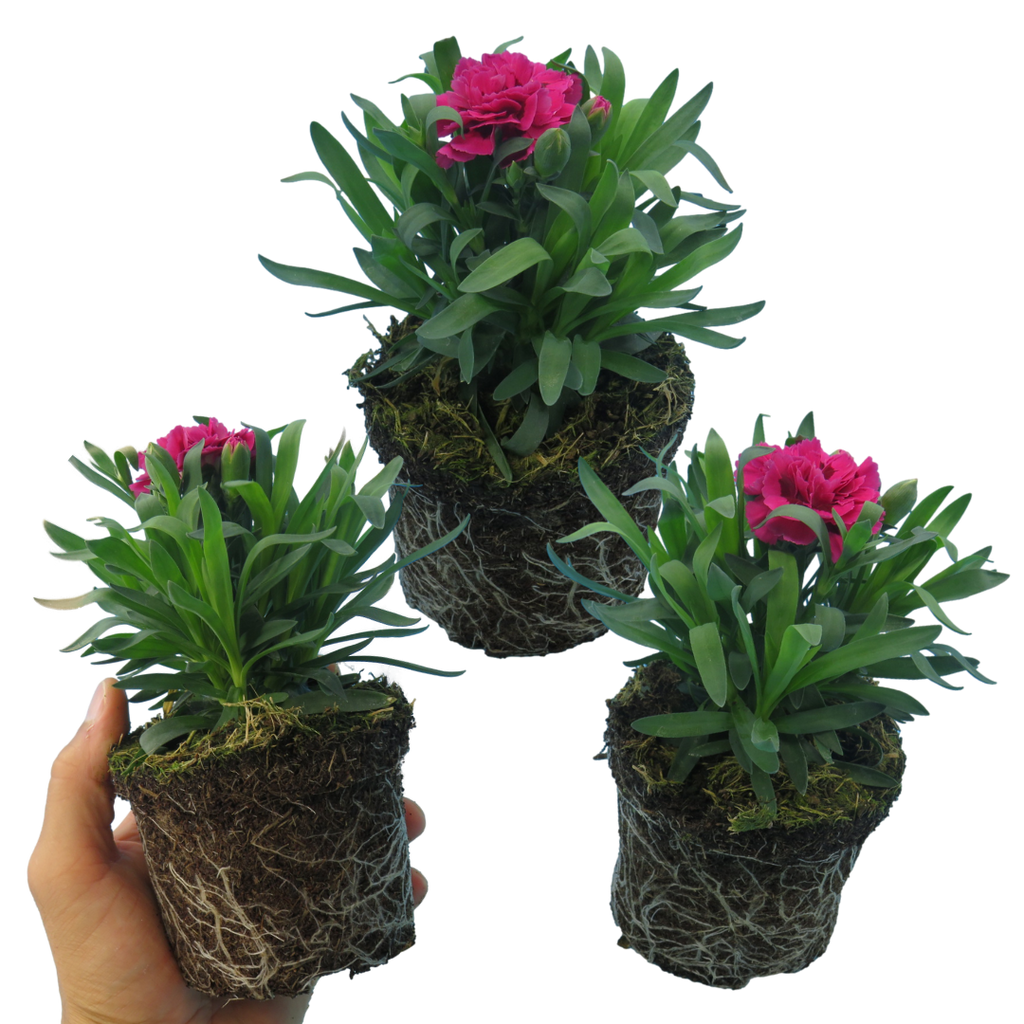 Dianthus caryophyllus 'Oscar' from Cedar Nursery, Cobham
