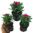 Dianthus caryophyllus 'Oscar' from Cedar Nursery, Cobham