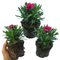 Dianthus caryophyllus 'Oscar' from Cedar Nursery, Cobham