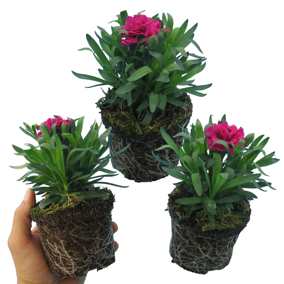 Dianthus caryophyllus 'Oscar' from Cedar Nursery, Cobham