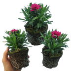 Dianthus caryophyllus 'Oscar' from Cedar Nursery, Cobham