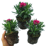 Dianthus caryophyllus 'Oscar' from Cedar Nursery, Cobham