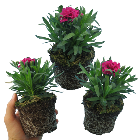 Dianthus caryophyllus 'Oscar' from Cedar Nursery, Cobham
