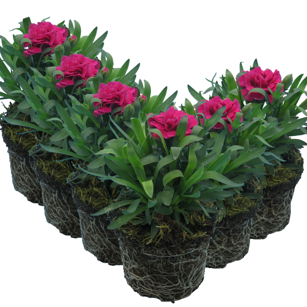 Dianthus caryophyllus 'Oscar' from Cedar Nursery, Cobham