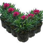Dianthus caryophyllus 'Oscar' from Cedar Nursery, Cobham