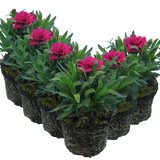 Dianthus caryophyllus 'Oscar' from Cedar Nursery, Cobham