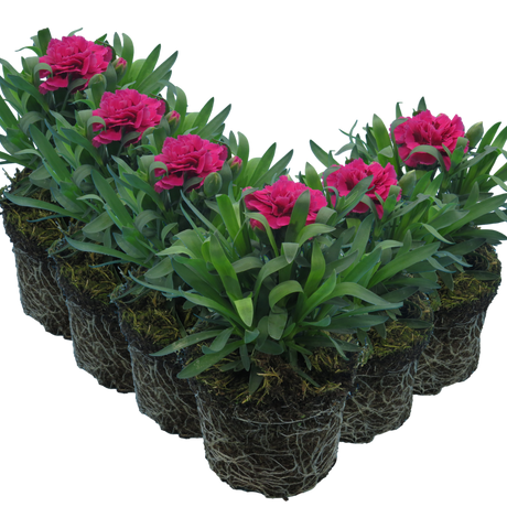 Dianthus caryophyllus 'Oscar' from Cedar Nursery, Cobham