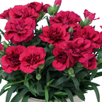 Dianthus caryophyllus 'Oscar' from Cedar Nursery, Cobham