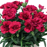 Dianthus caryophyllus 'Oscar' from Cedar Nursery, Cobham