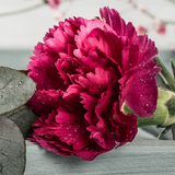 Dianthus caryophyllus 'Oscar' from Cedar Nursery, Cobham