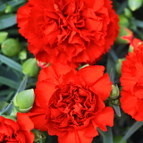 Dianthus 'Oscar Dark Red' from Cedar Nursery, Cobham