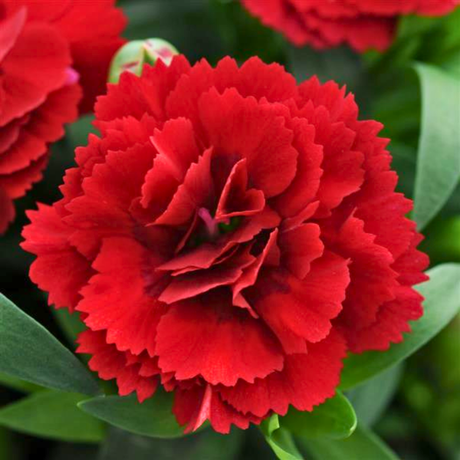 Dianthus 'Oscar Dark Red' from Cedar Nursery, Cobham