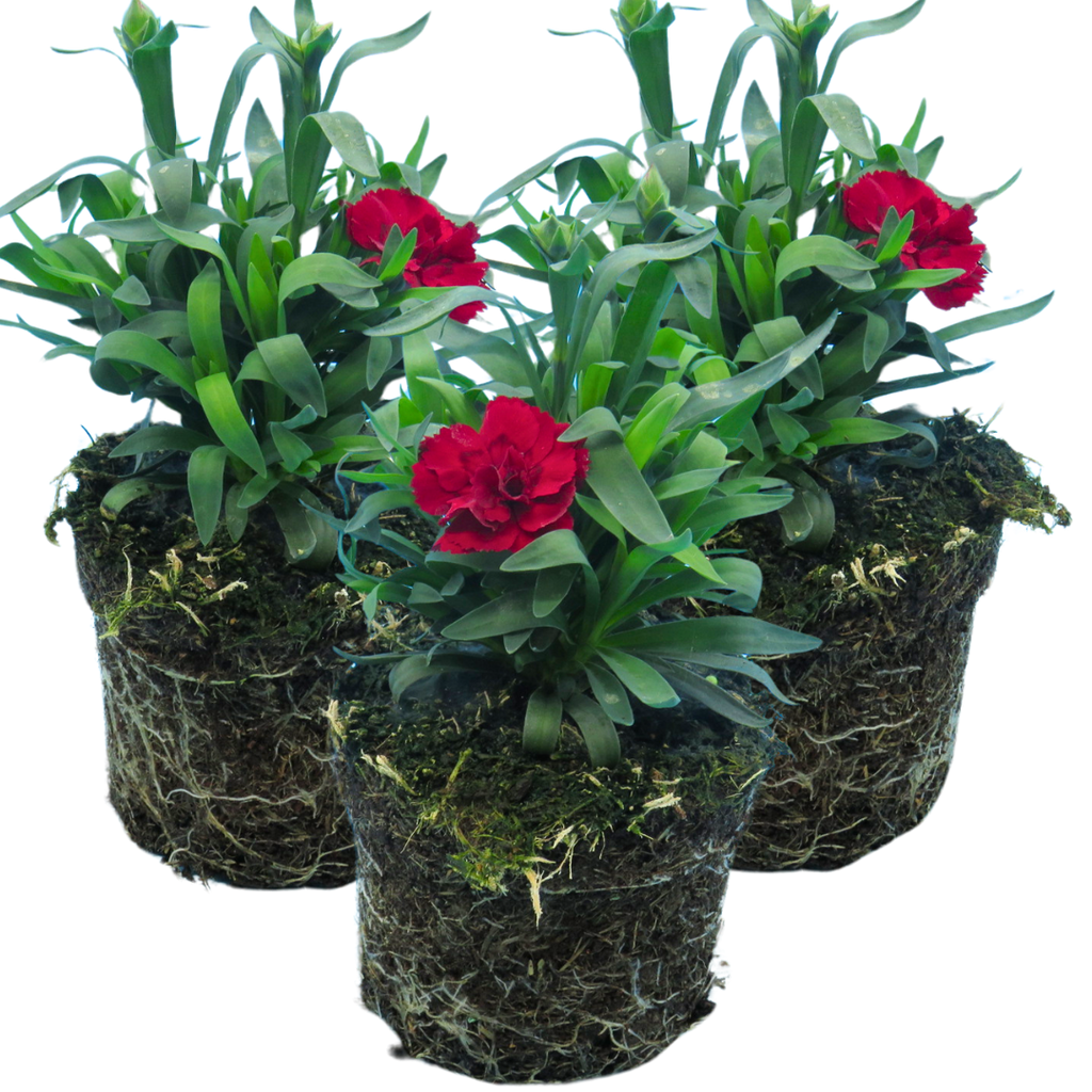 Dianthus 'Oscar Dark Red' from Cedar Nursery, Cobham