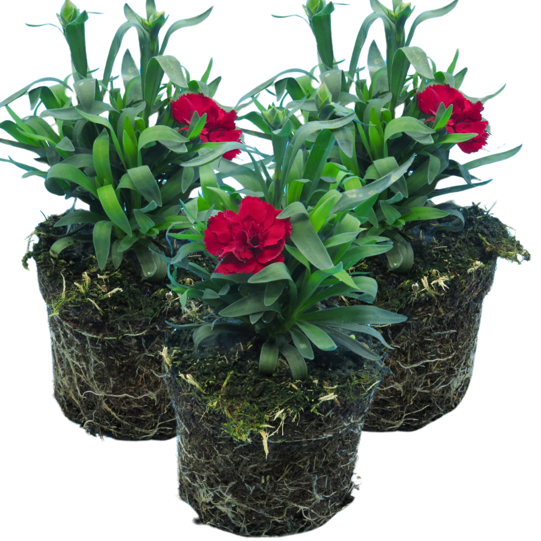 Dianthus 'Oscar Dark Red' from Cedar Nursery, Cobham