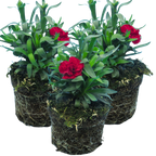 Dianthus 'Oscar Dark Red' from Cedar Nursery, Cobham