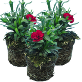 Dianthus 'Oscar Dark Red' from Cedar Nursery, Cobham